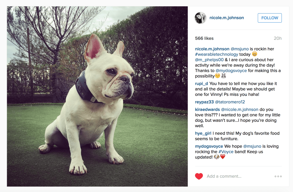 A dog sitting on top of a grass covered field.