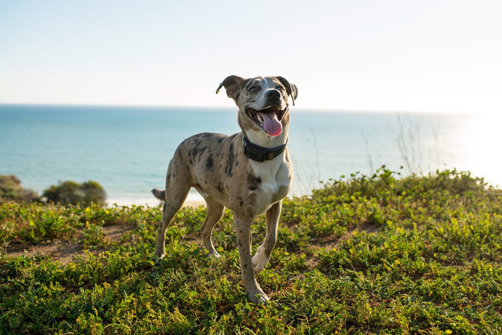 A dog standing on top of a grass covered hill.